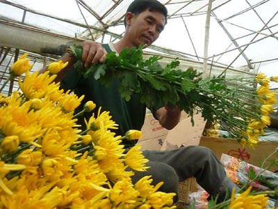 Phân loại cành hoa giúp bán giá thành cao hơn